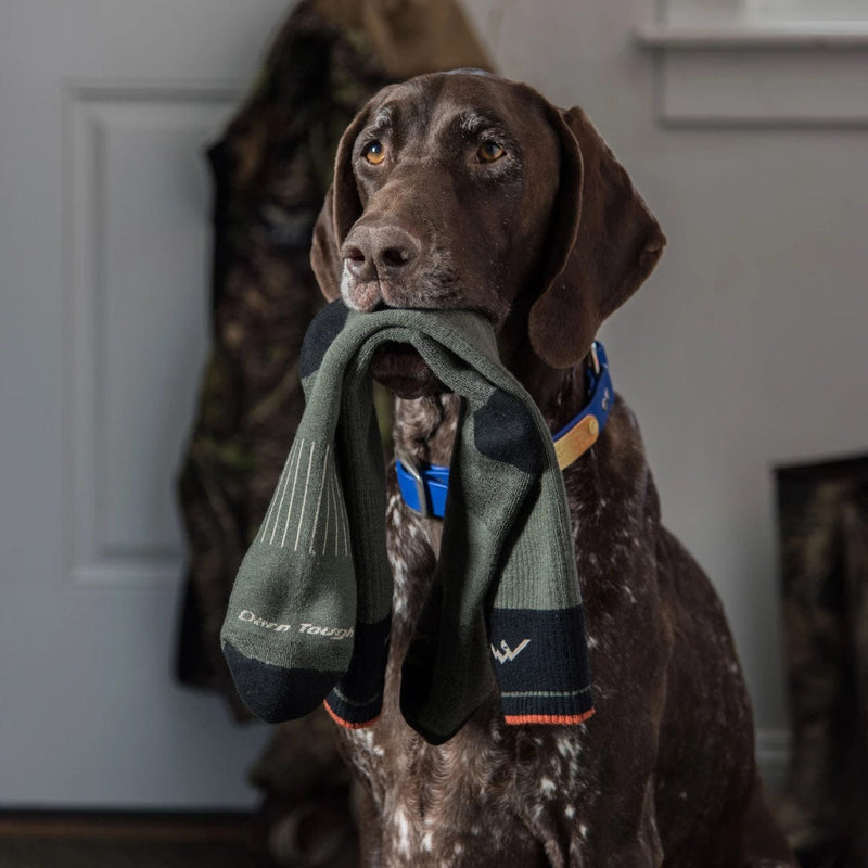 Darn Tough Hunter Over-The-Calf Extra Cushion socks in olive green with black and orange accents, lifestyle image with dog.